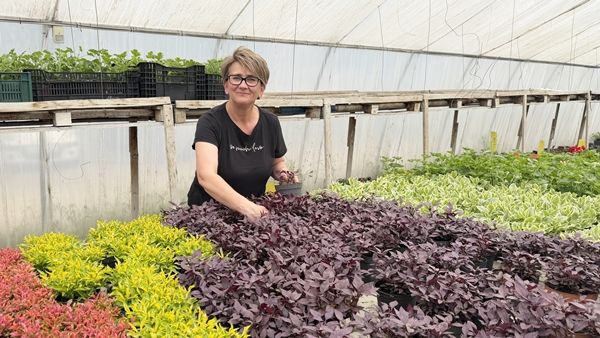 Saját nevelésű növények kerülnek ki a városi kertészetből